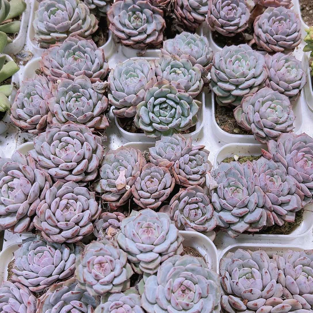 兰莲花群带盆带土多肉