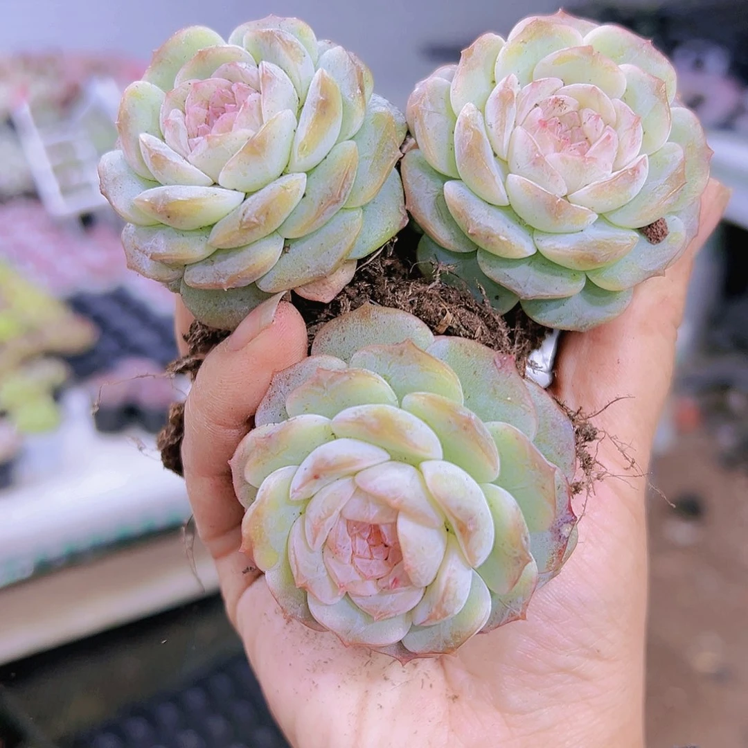 粉恋3个多肉植物