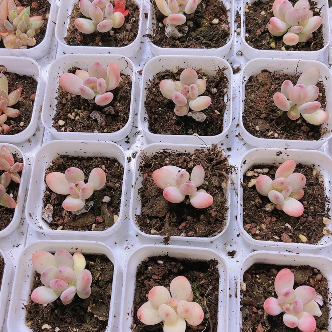 苹果奶多肉植物19包邮