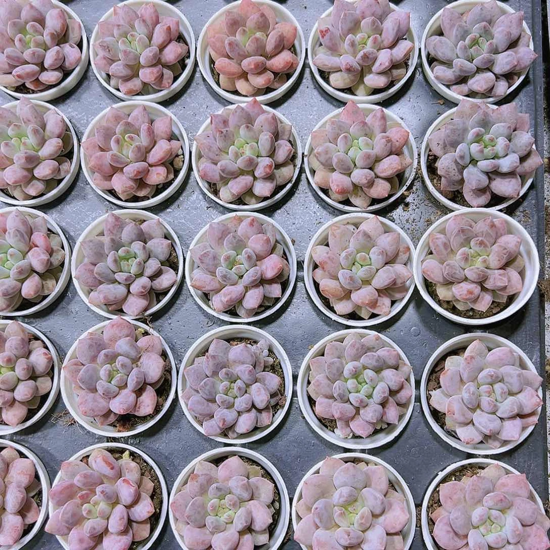 5厘米盆半夏带盆带土