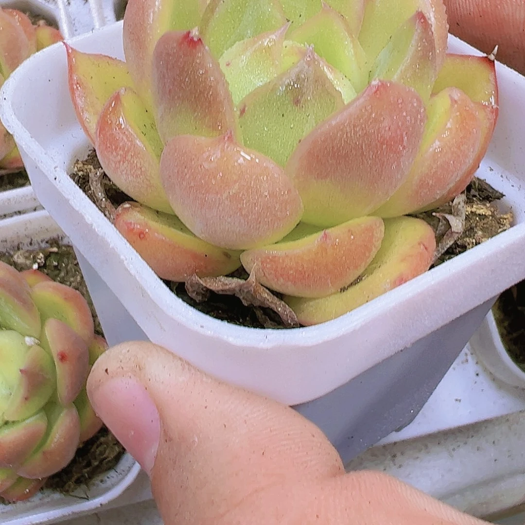 糖果珍妮单头多肉植物福利