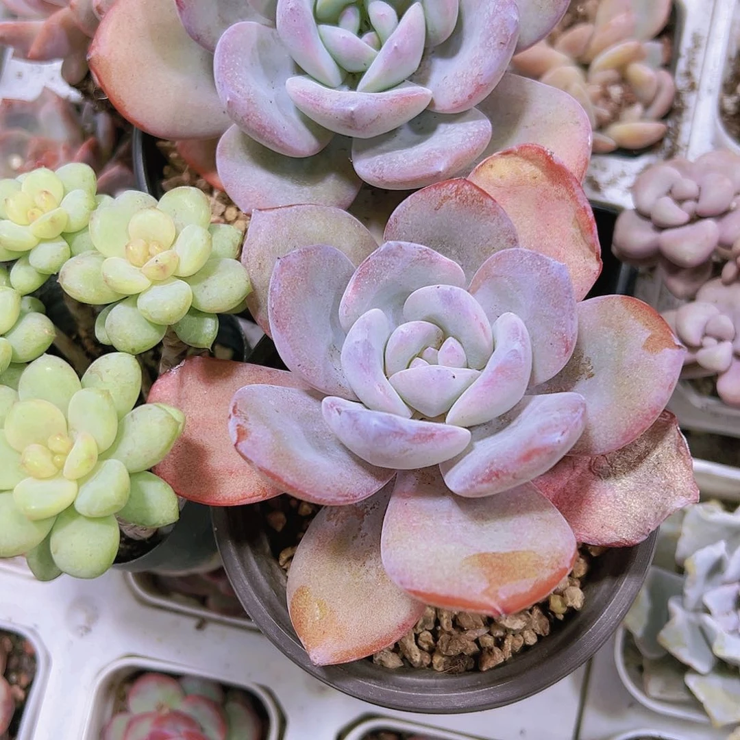 母本韩版奶茶福利