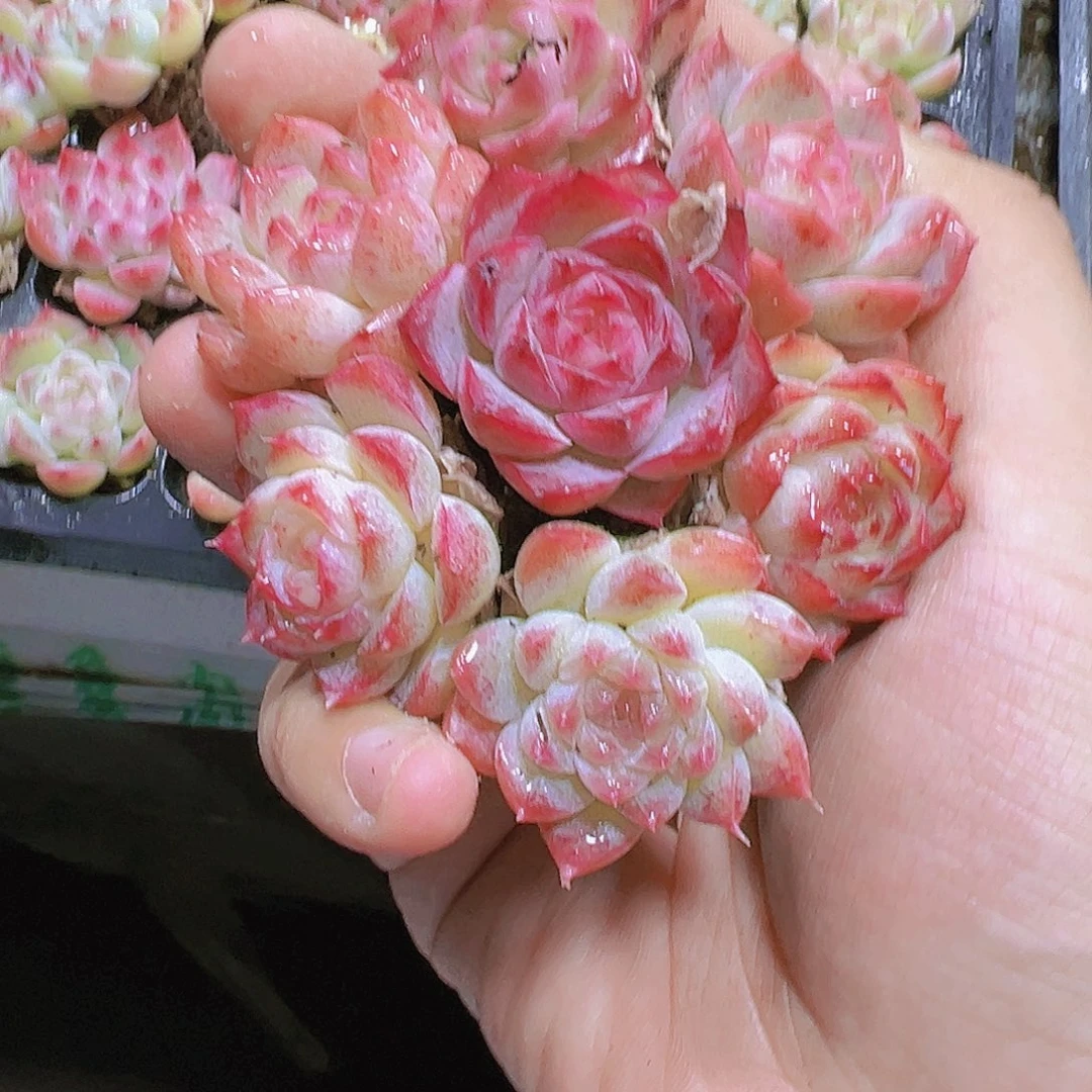 巨美白桃汽水五颗福利