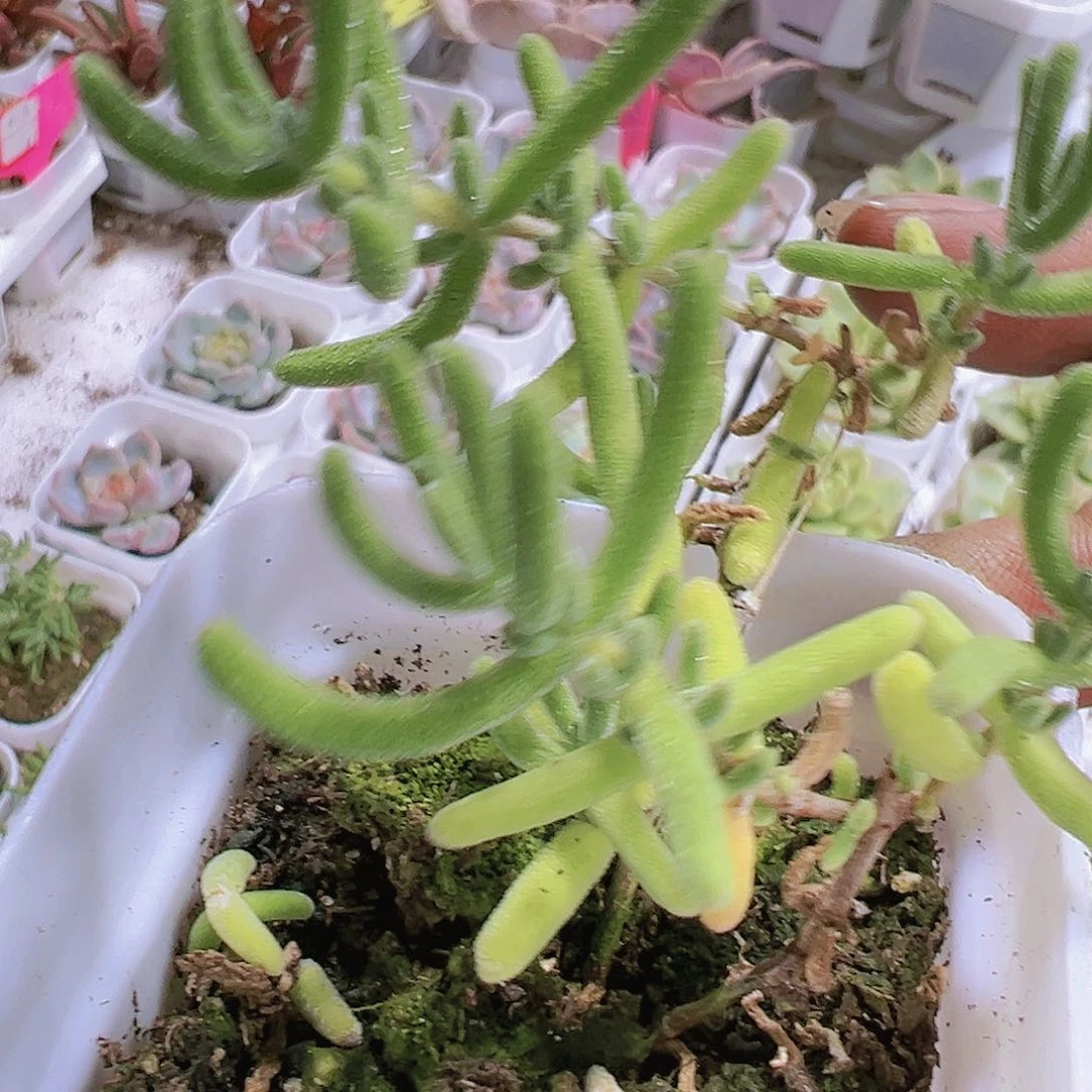 红叶枝干带盆带土