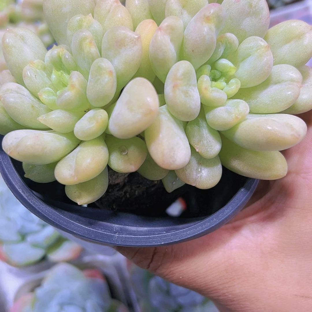 大双头比尔盖茨多肉