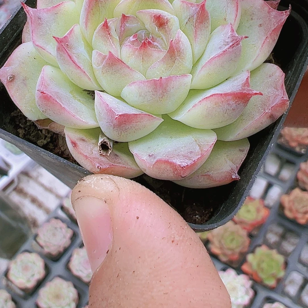 白桃汽水多肉植物19包邮