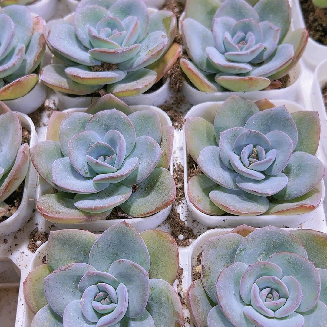 布鲁兰新货多肉带盆带土