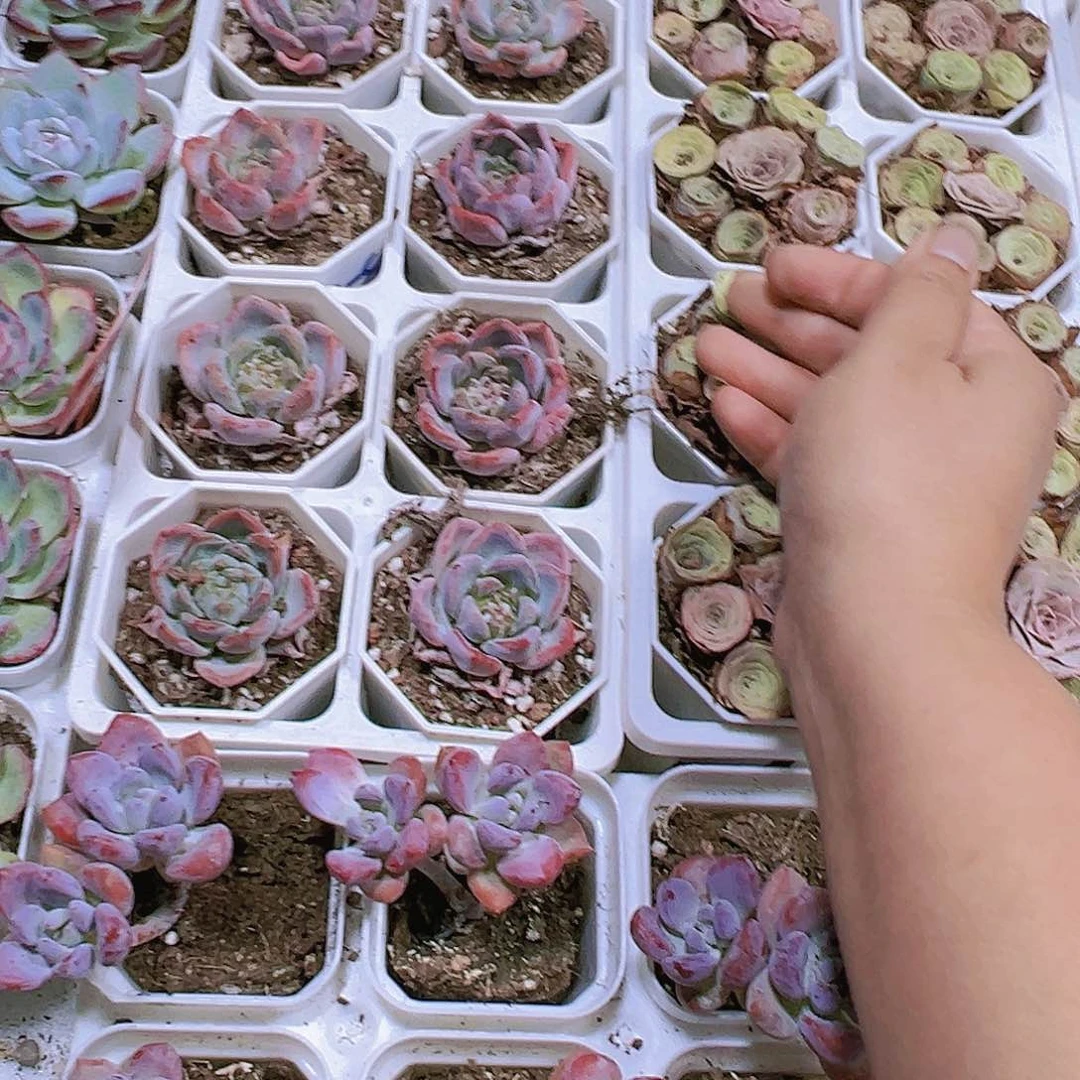 溏心厚梦带盆带土