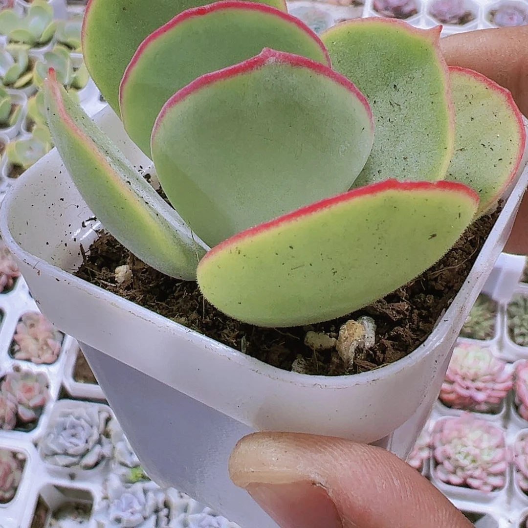 白眉多肉植物福利