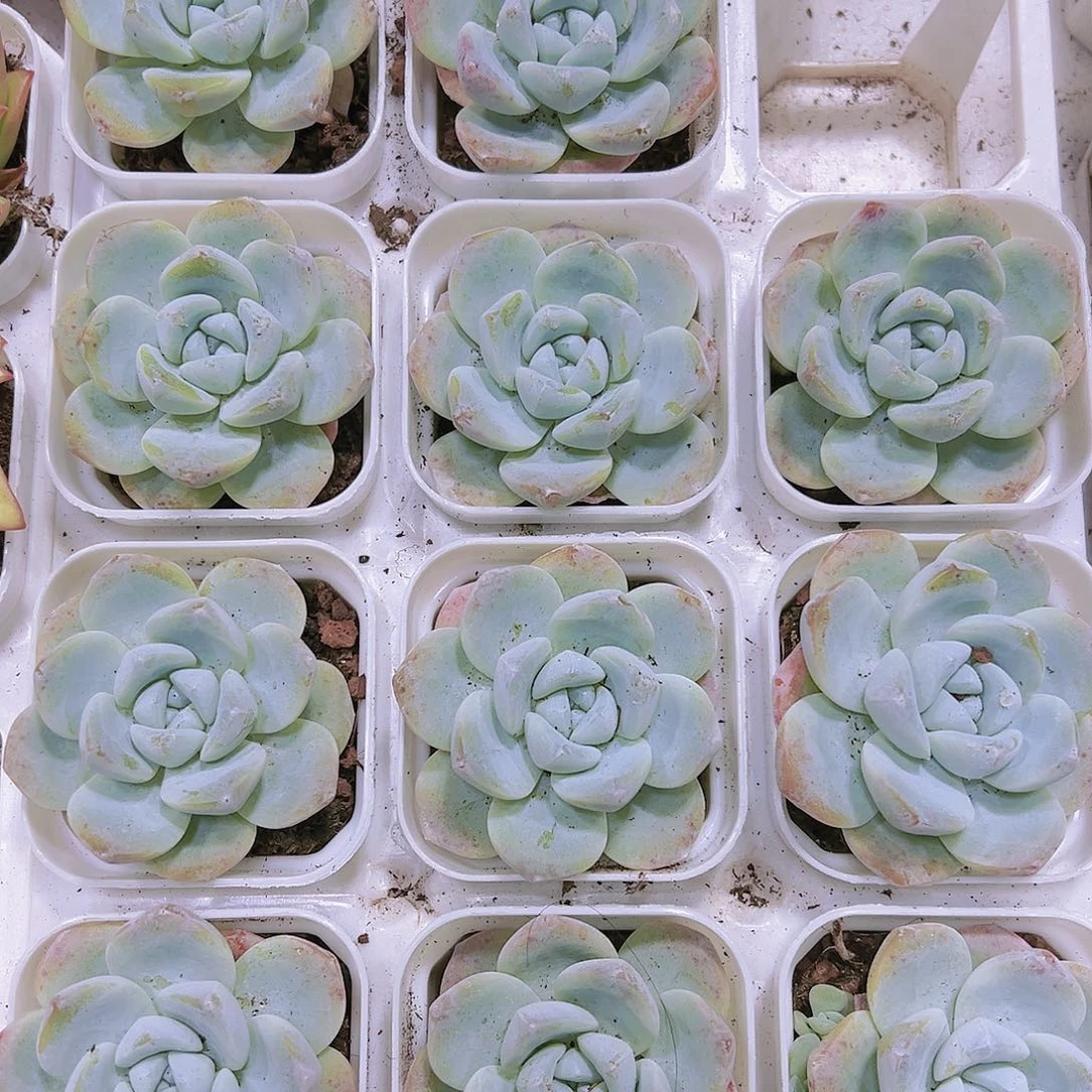 冰玉多肉带盆带土