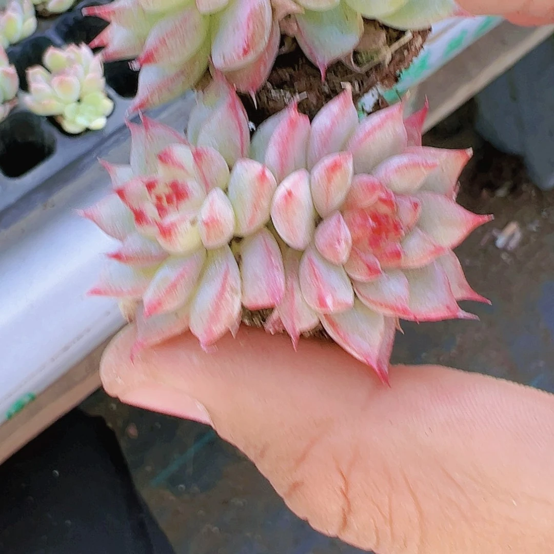 长睫毛珍妮双头两颗多肉植物19包邮