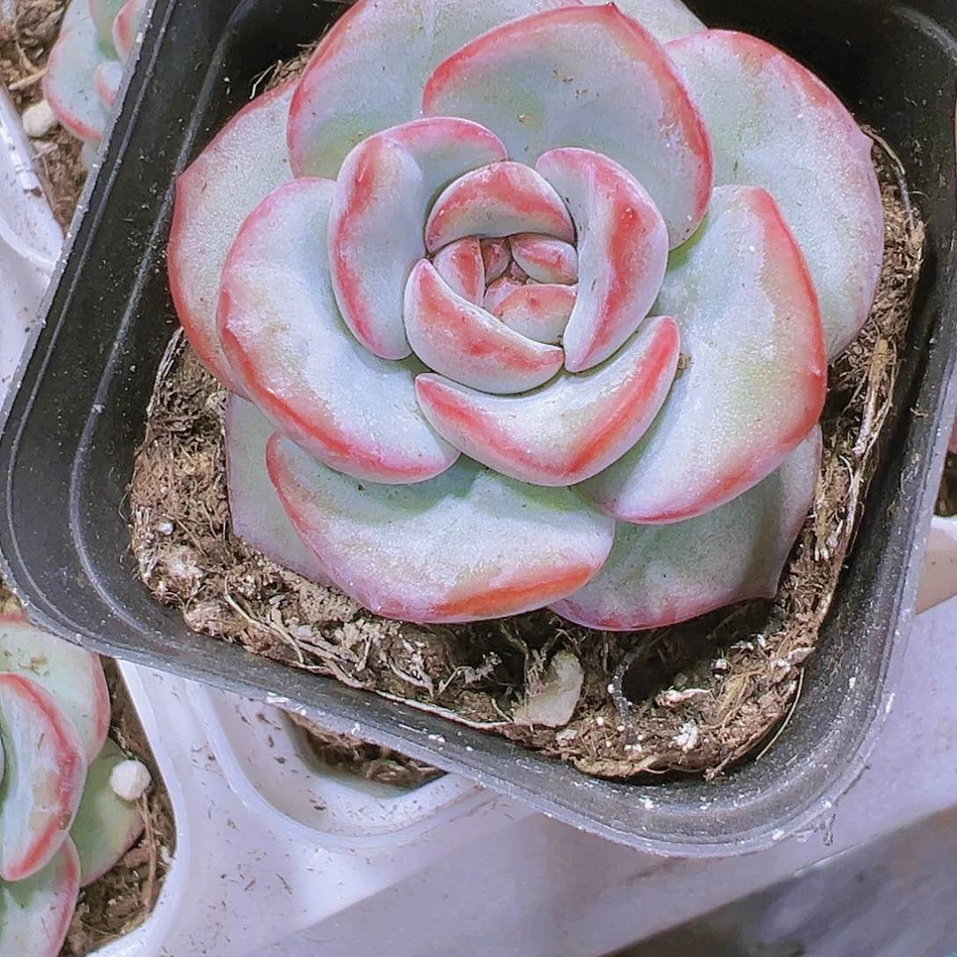 奶油泡芙带盆带土多肉