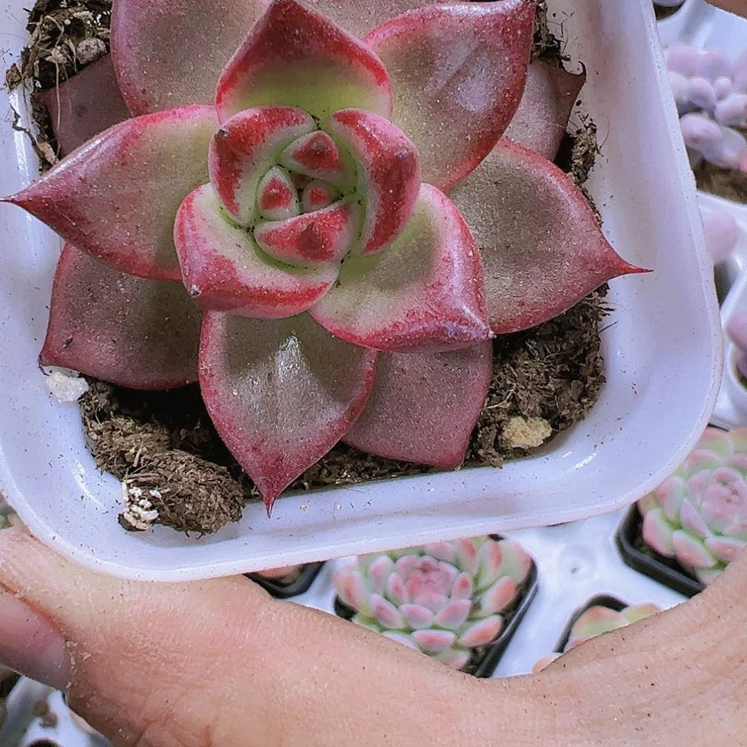 红颜蜜语多肉植物