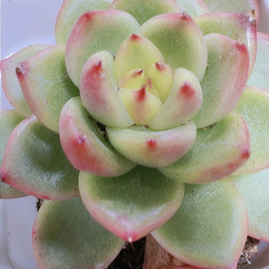 55盆明良珍妮多肉19包邮