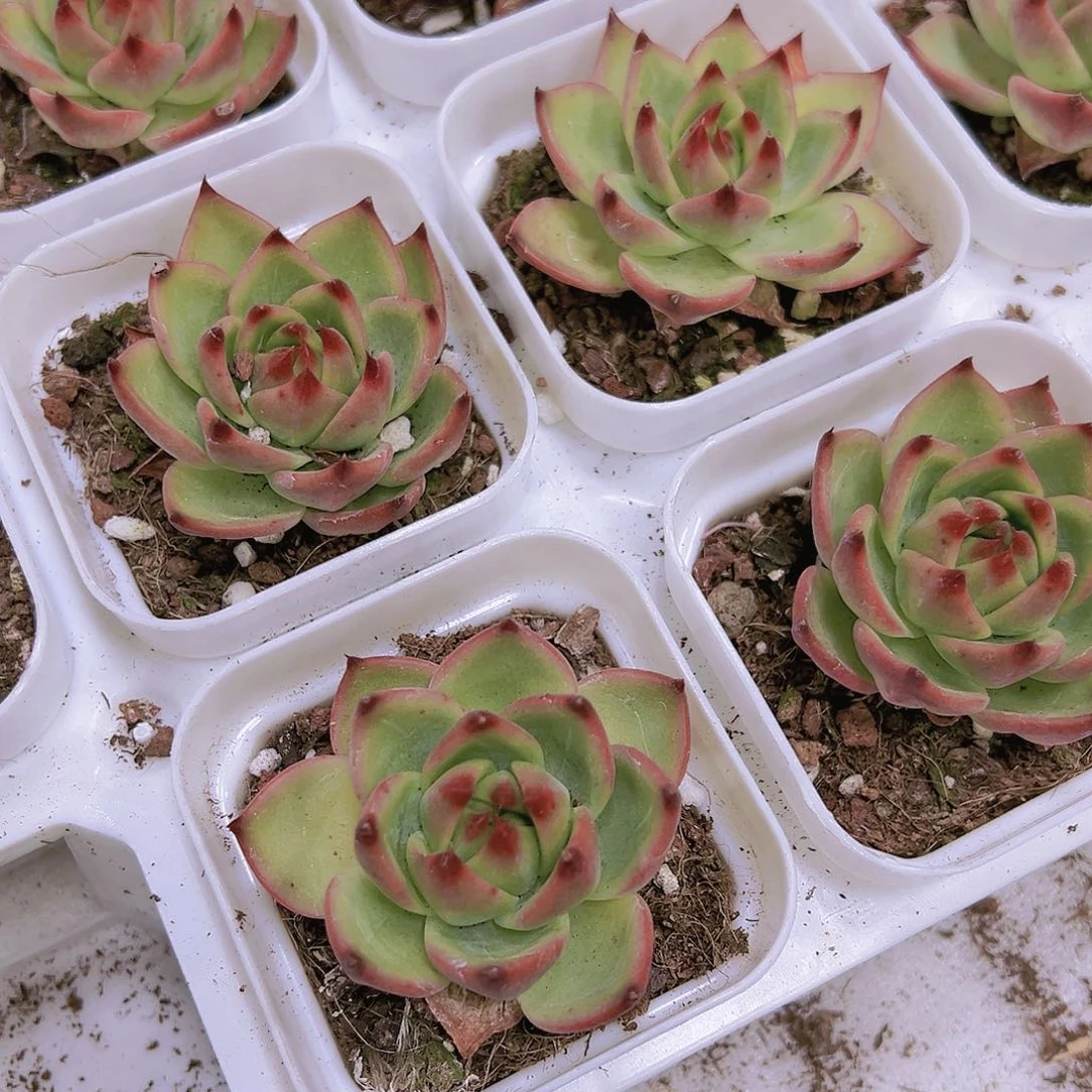 蓝龙多肉带盆带土