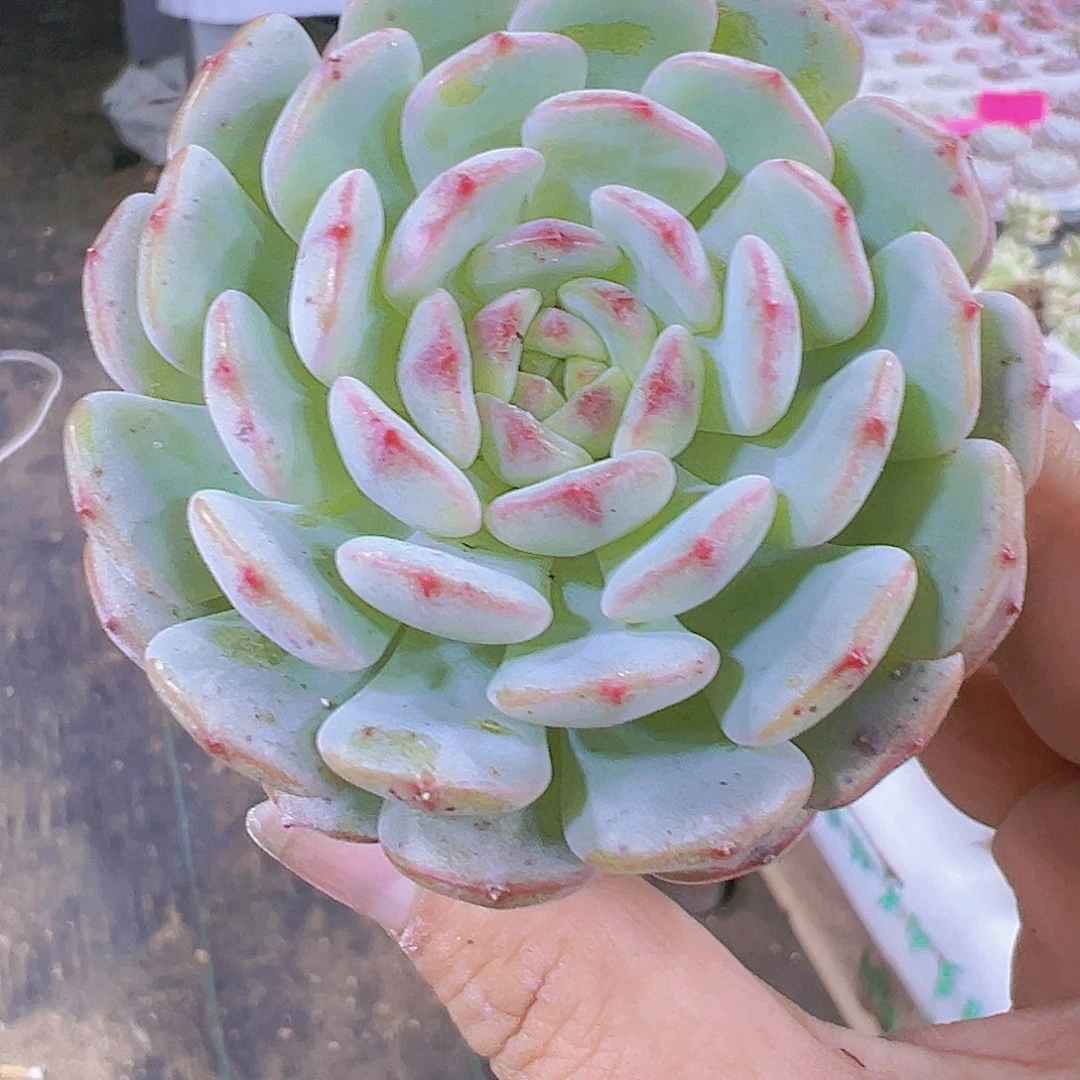 大白胖子多肉植物