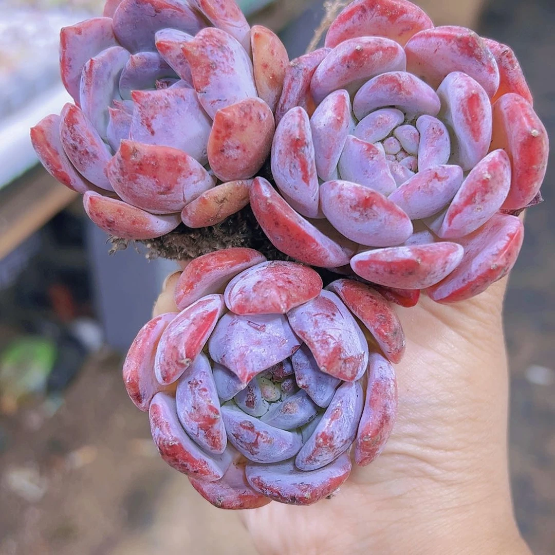 星星梦3盆多肉植物