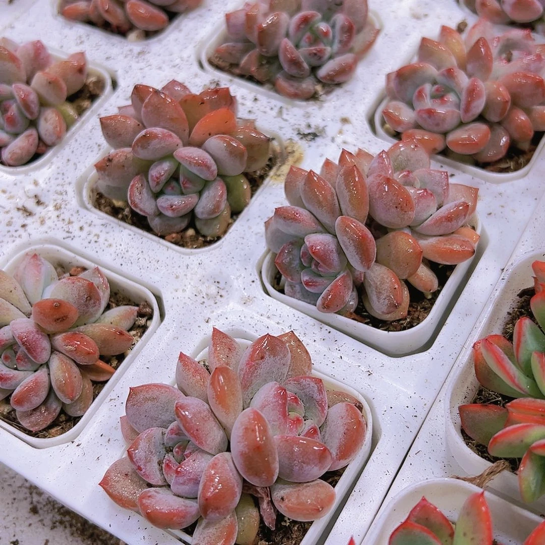 红奶盖多肉植物19包邮