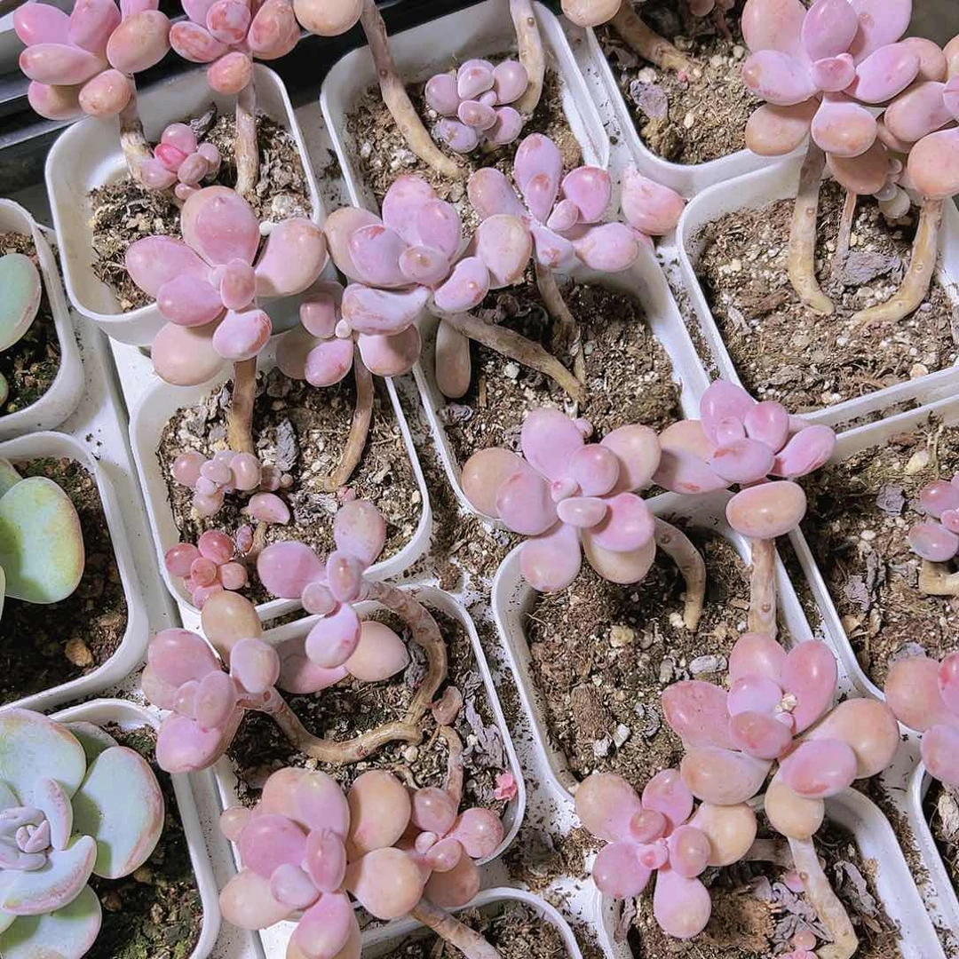 桃蛋双头四盆多肉植物福利