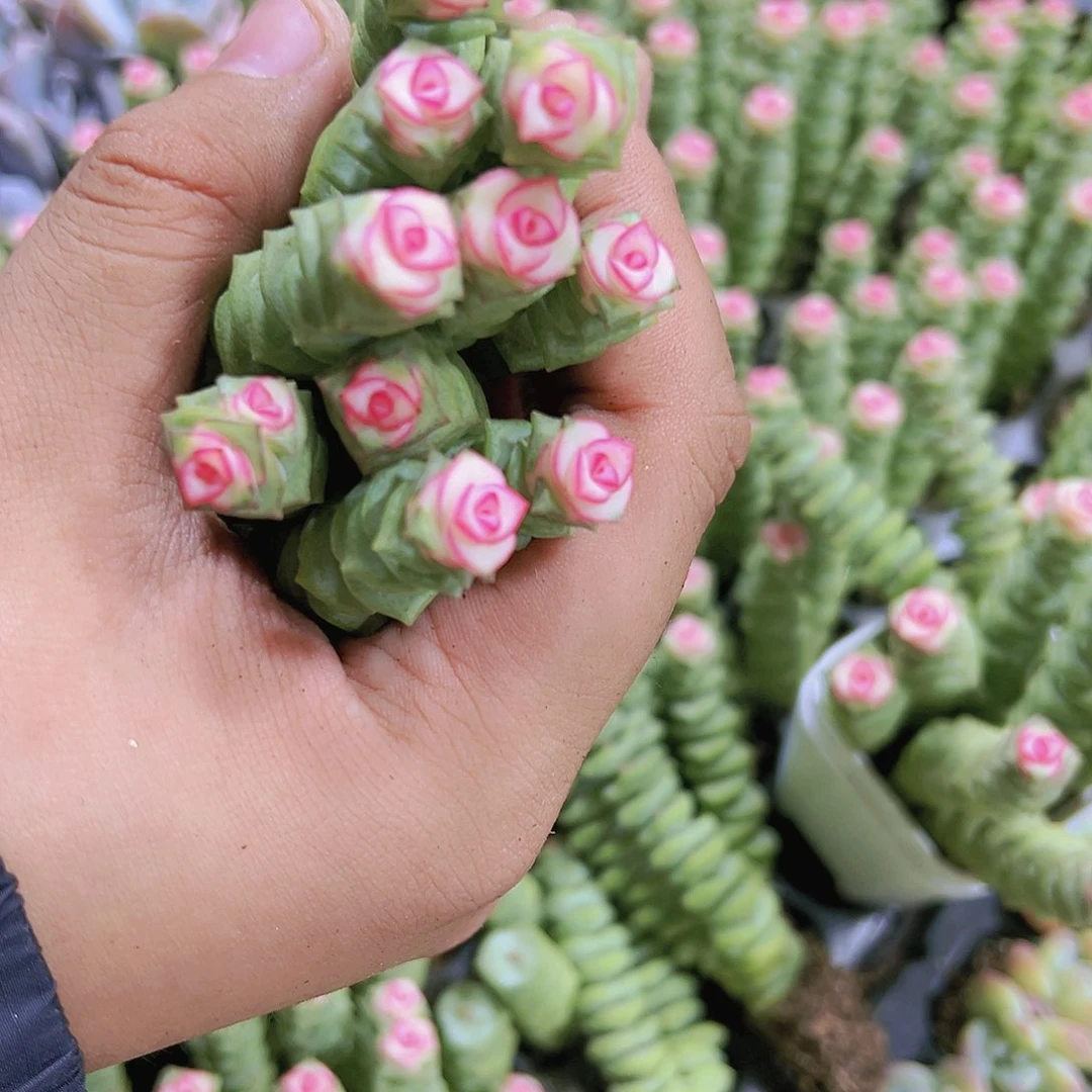 钱串锦血盘五颗多肉