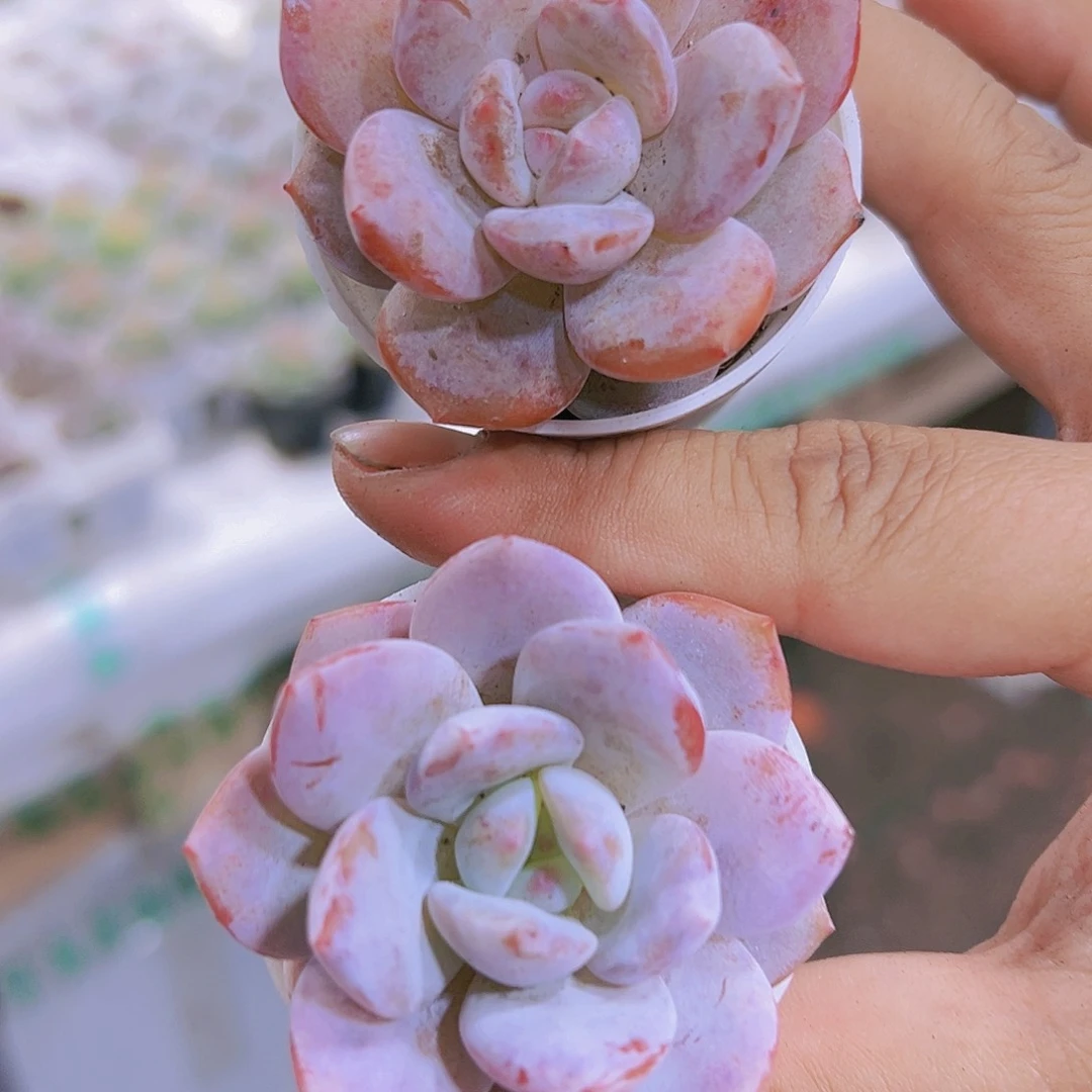 雪桃2盆5厘米盆多肉