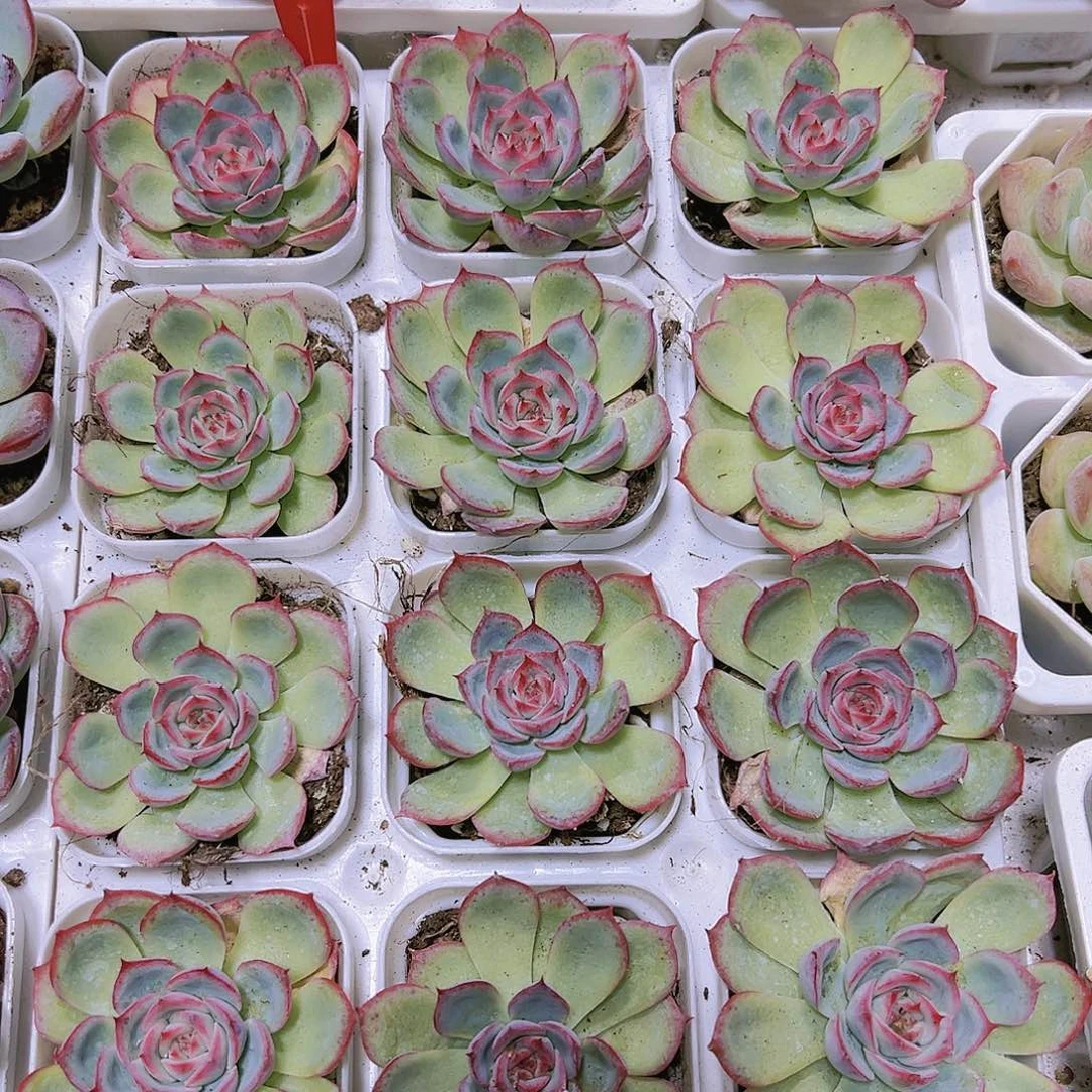 侧影黑盆带盆带土