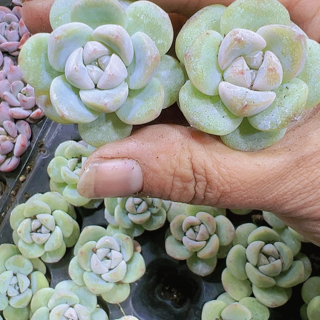 穴盘单头白底冰玉7个