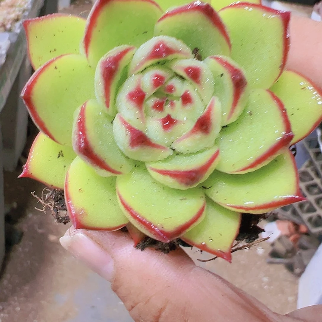 月亮石带盆带土多肉