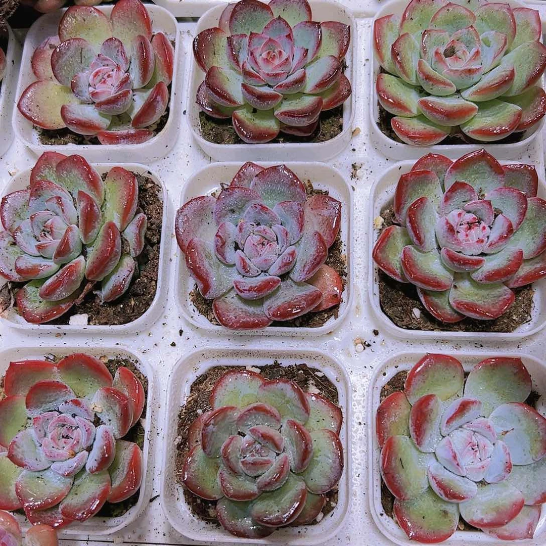 雪夜带盆带土多肉