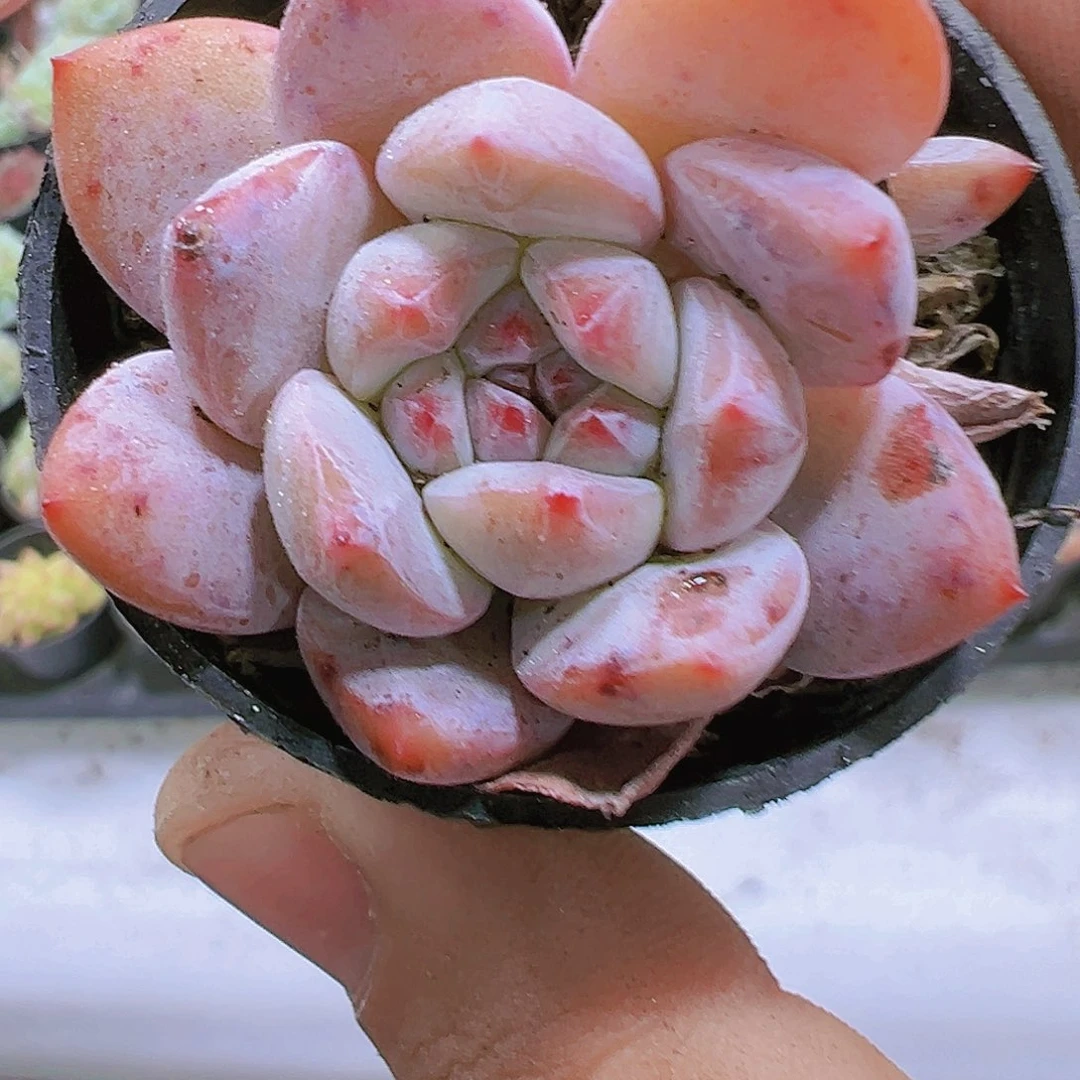 钻石橙五厘米带盆带土