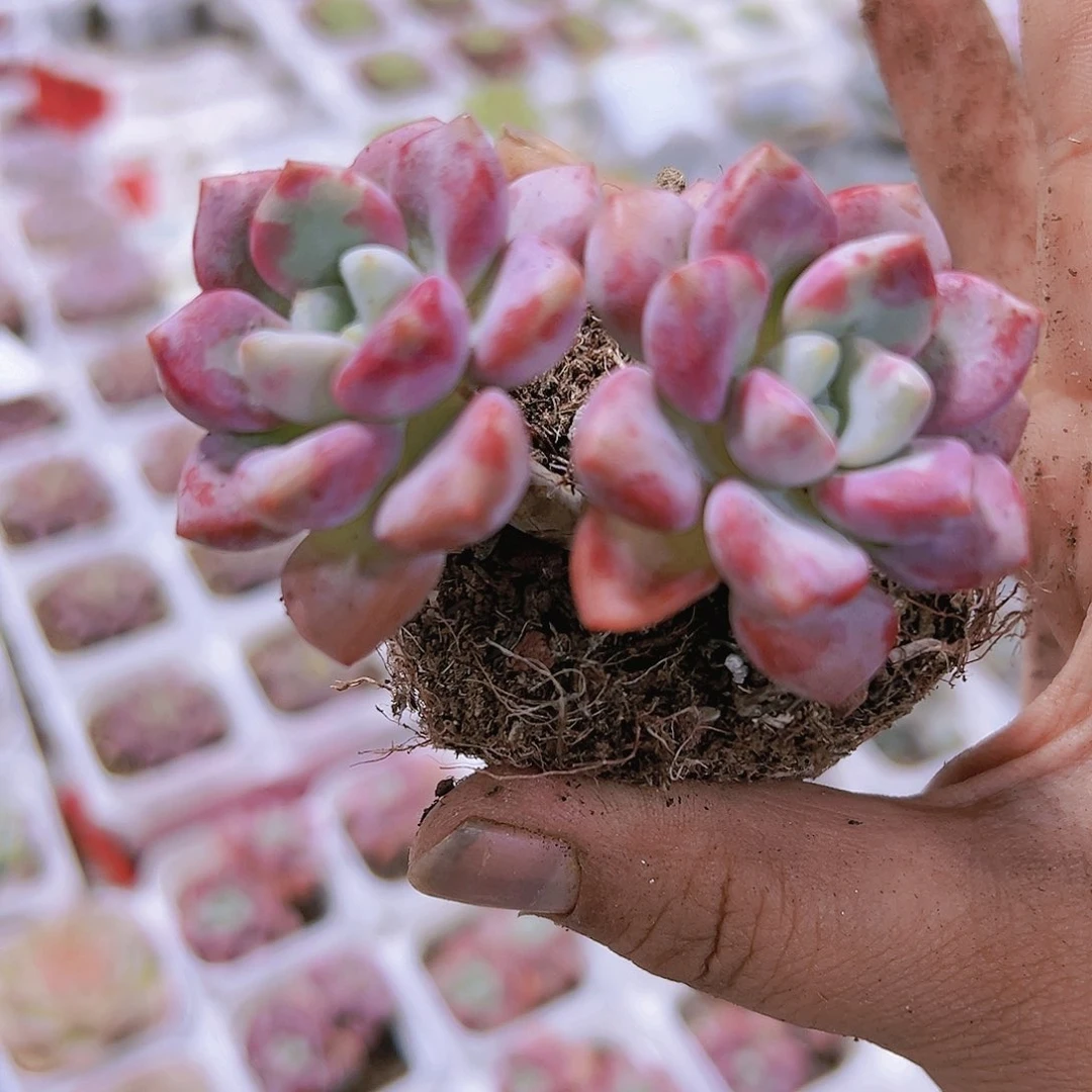 花瓣露双头带盆带土