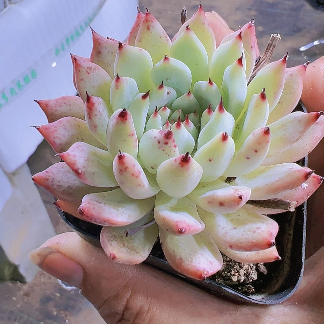 绿爪多肉植物19包邮