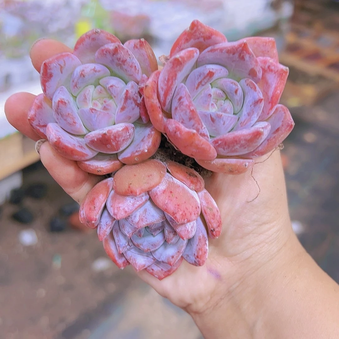 星星梦带盆带土多肉