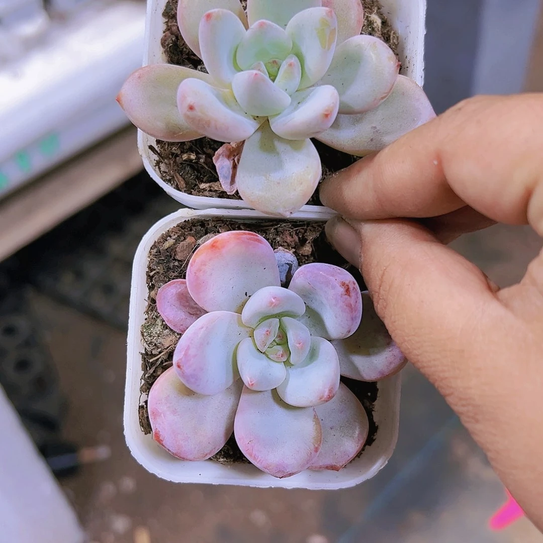 星星雪福利2盆多肉植物