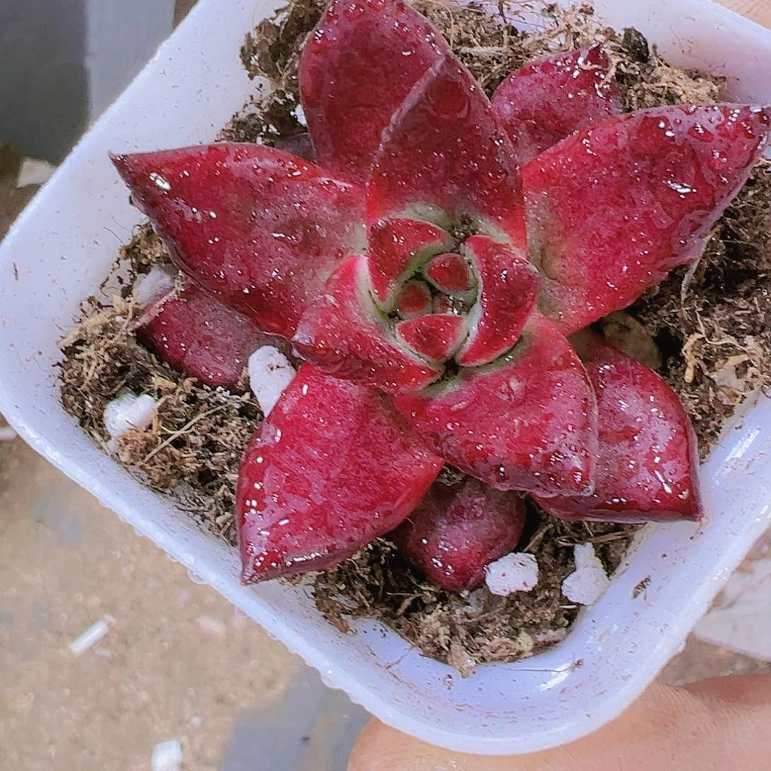 罗宾多肉植物19包邮