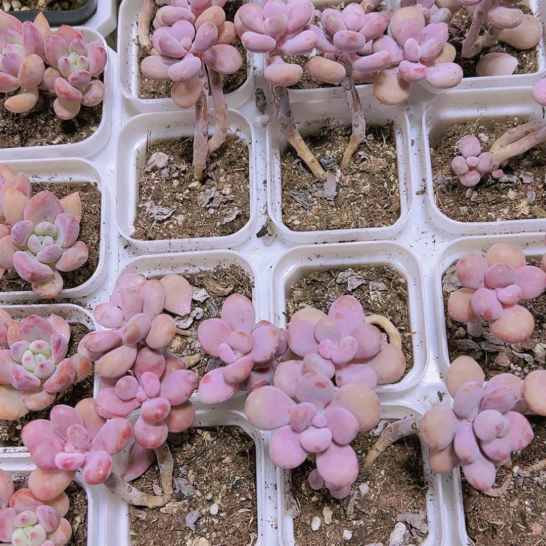 桃蛋四盆多肉植物福利