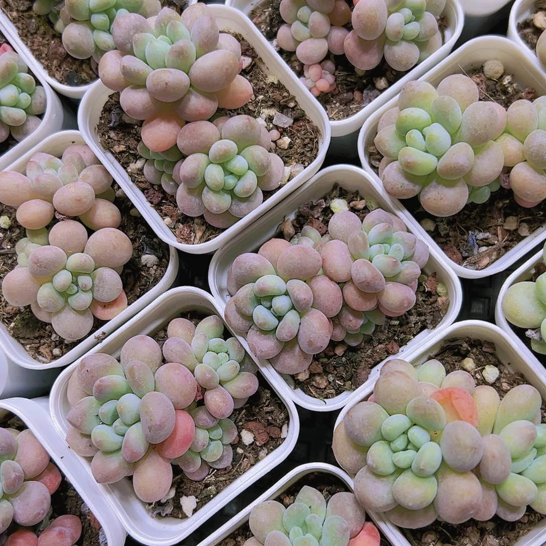 五厘米鱼子酱多肉植物福利