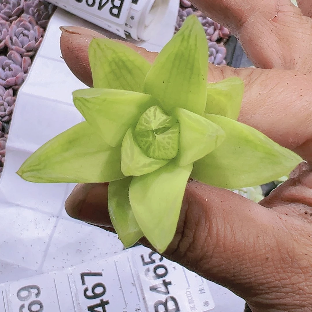 黄金雨露2个多肉植物