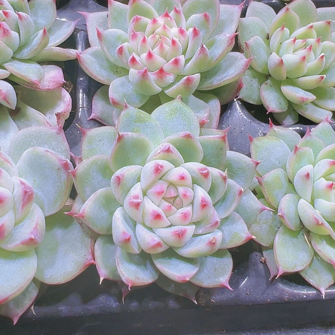 安妮珍妮三颗福利