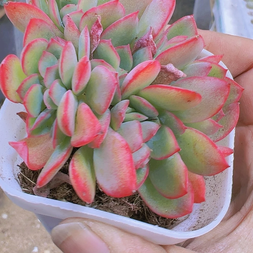 绮罗缀化多肉植物