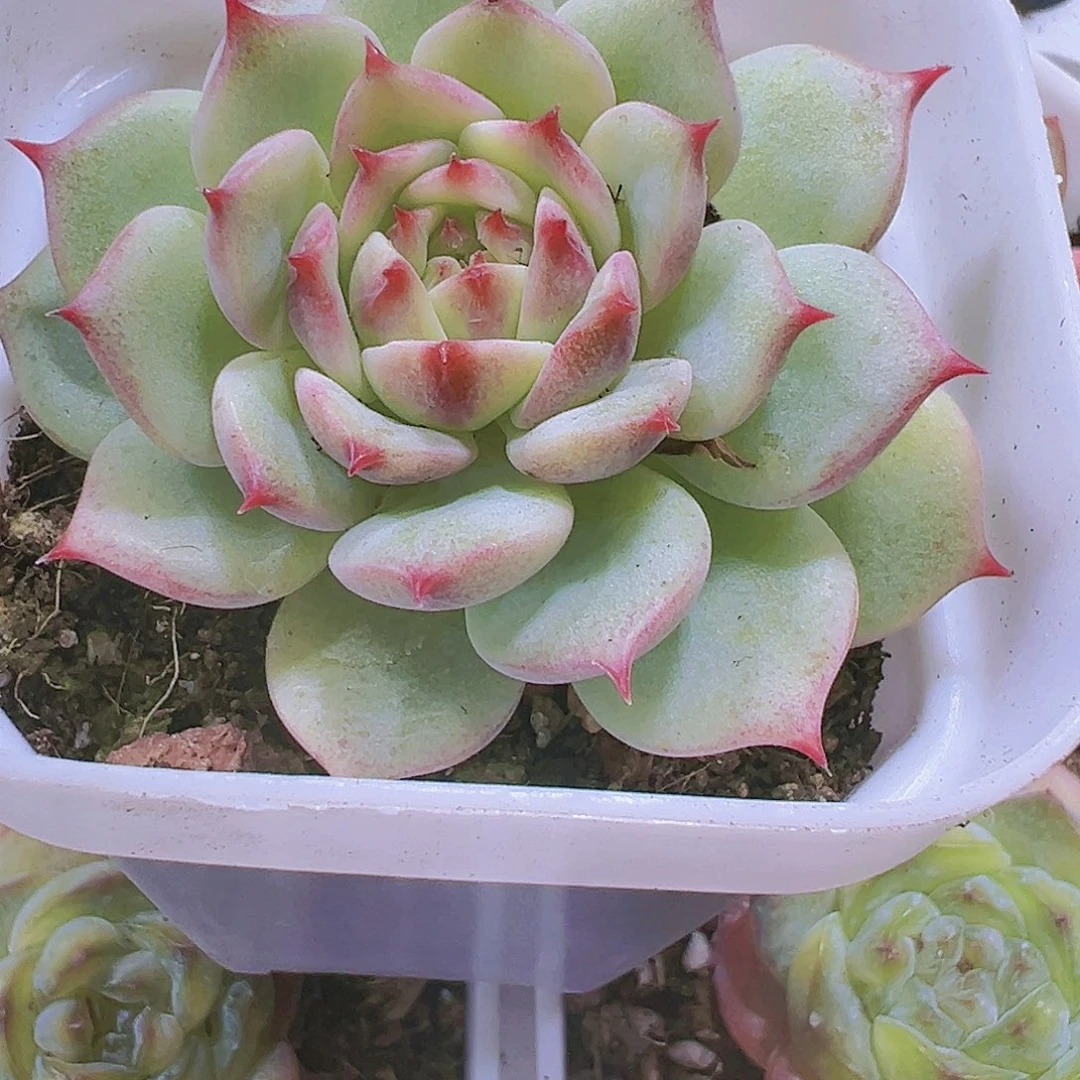 蓝眼睛多肉植物19包邮