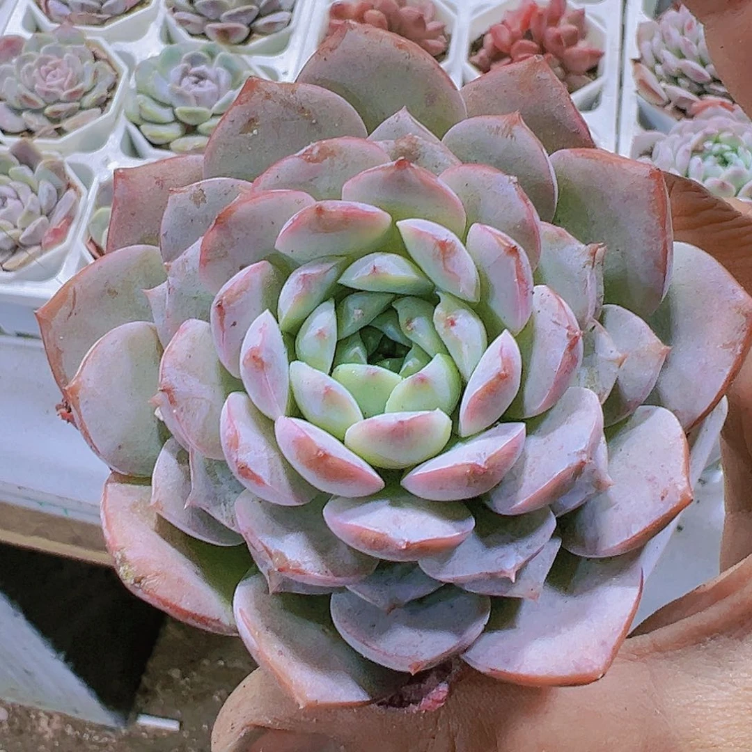 大恩宠带盆带土多肉