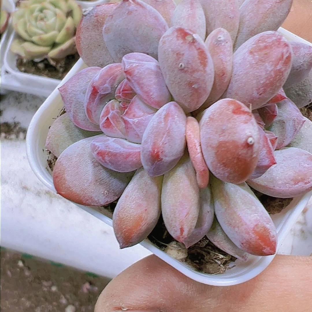 红奶盖双头多肉植物