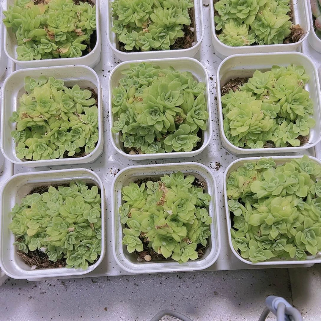 爱杜丽儿带盆带土