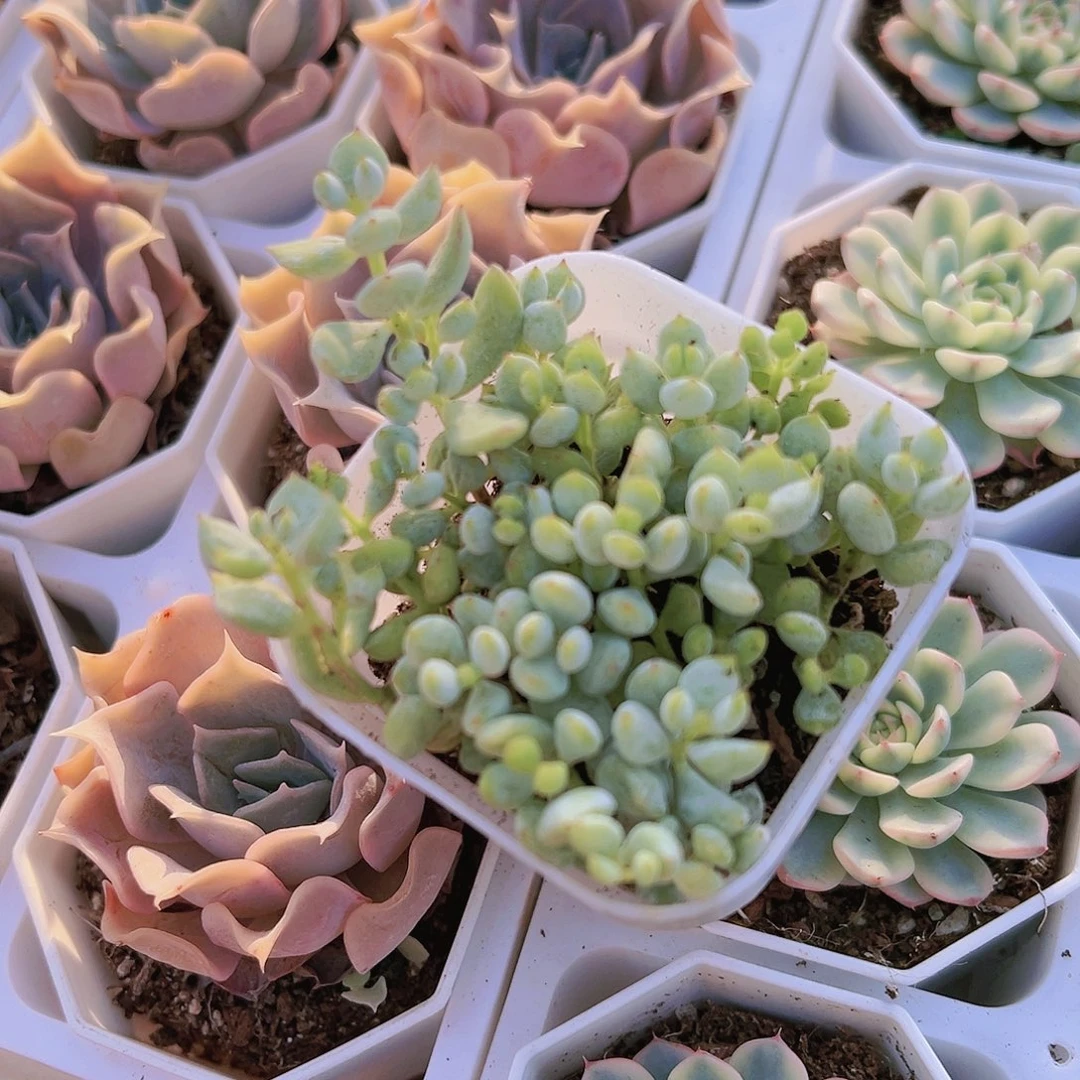 达摩福娘带盆带土多肉