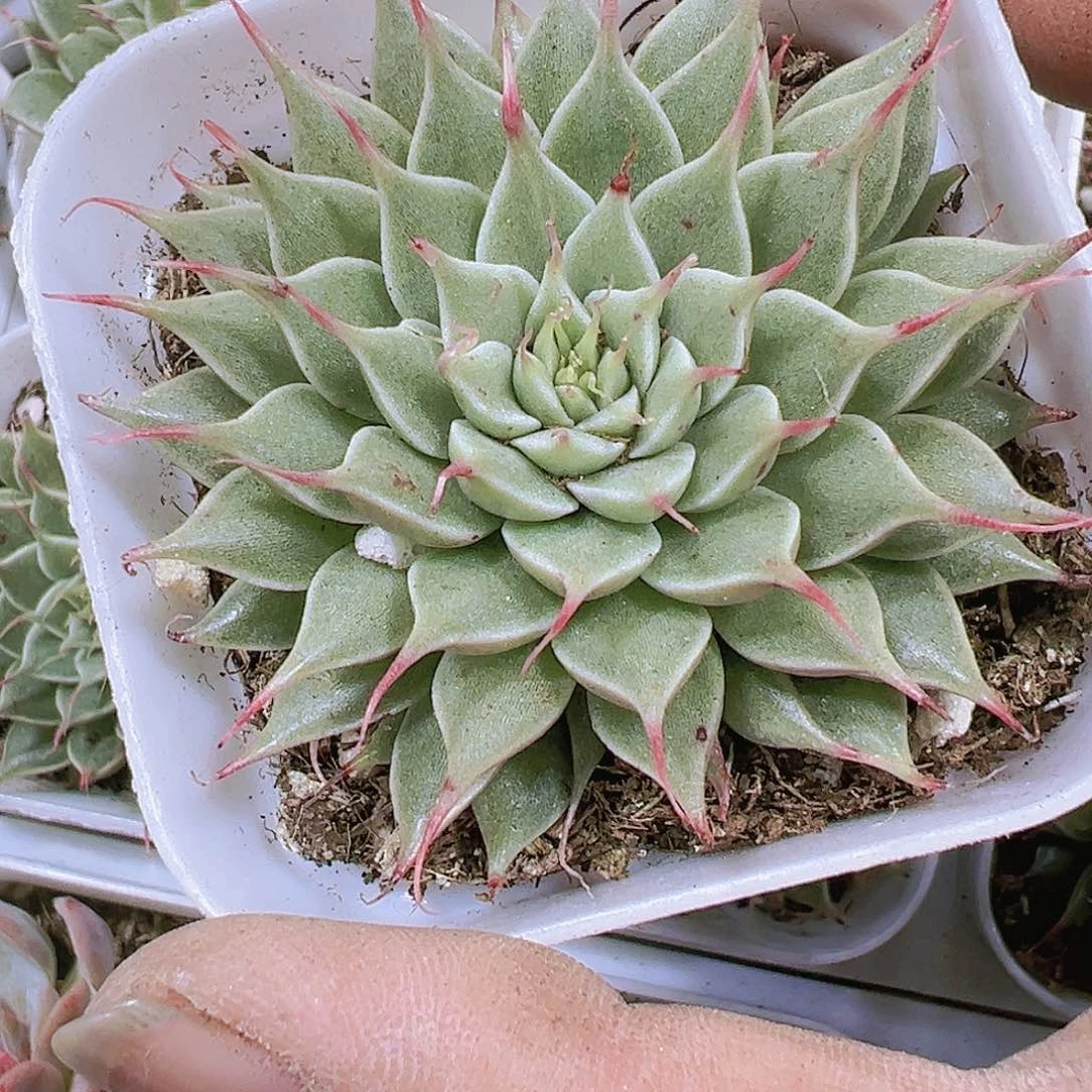 银星多肉植物19包邮