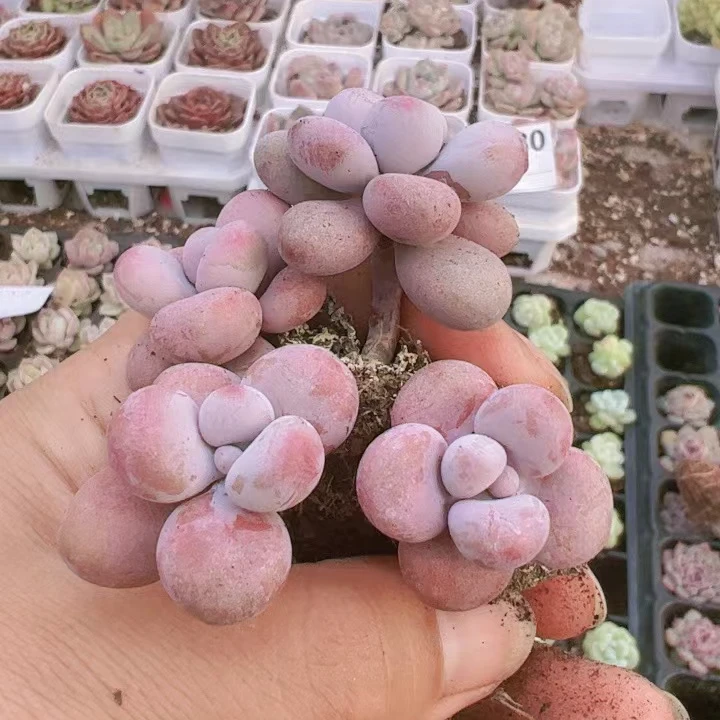 2号链接请点多肉植物满19.9包邮发货