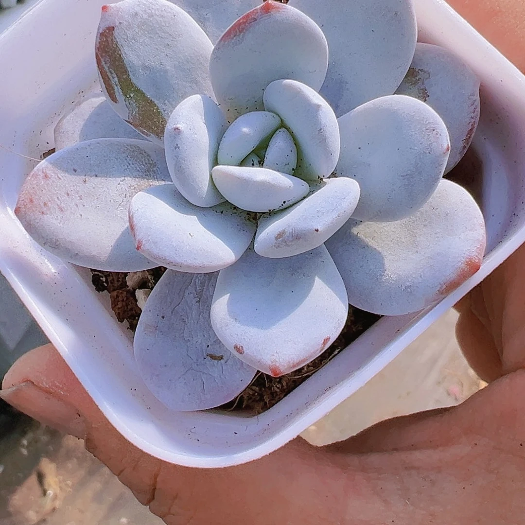 雪莲带盆带土duo e ou