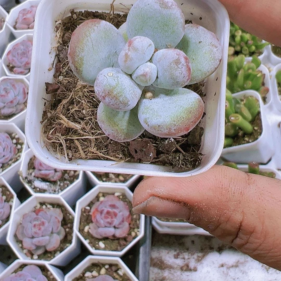 5厘米盆雪美人多肉