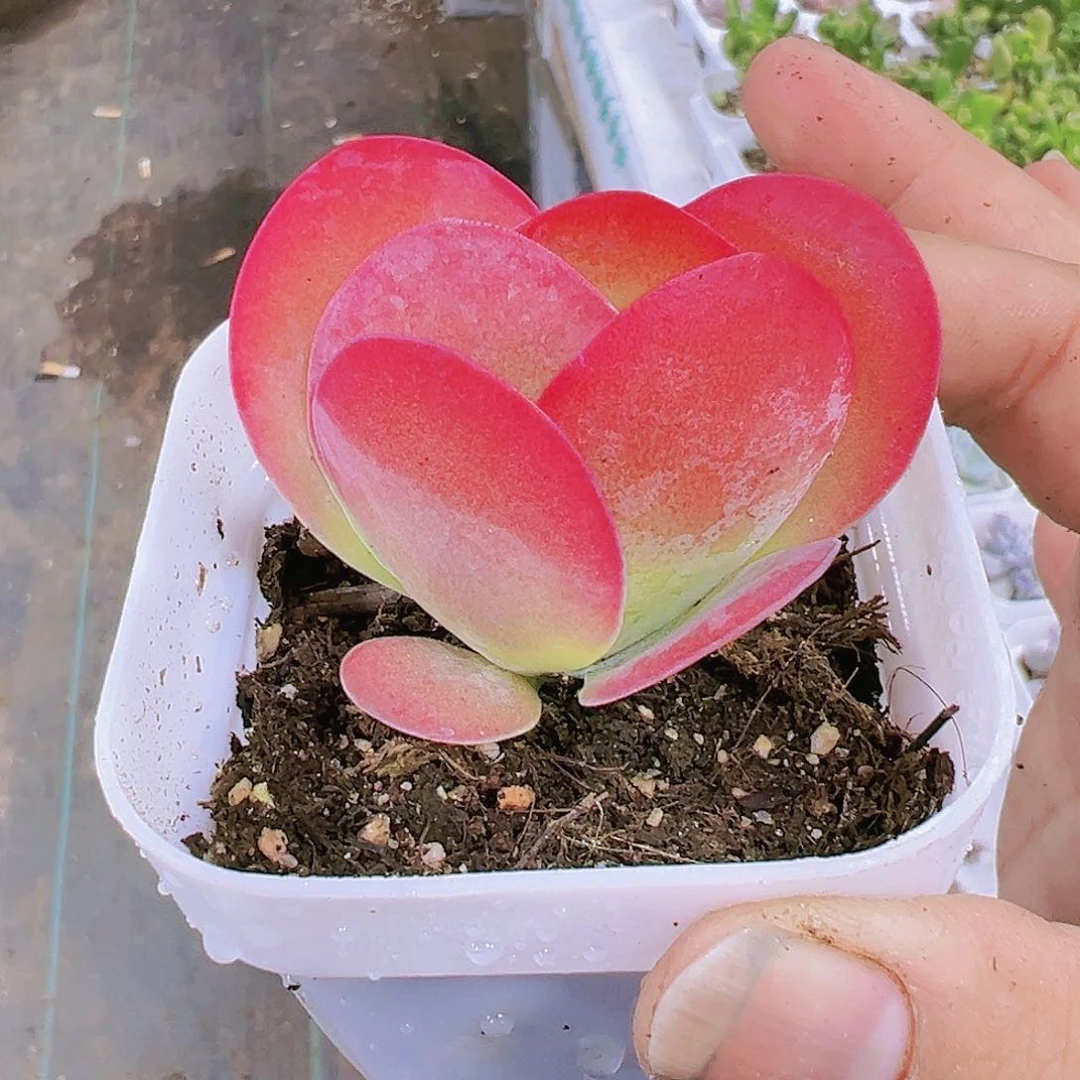 唐寅多肉植物19包邮